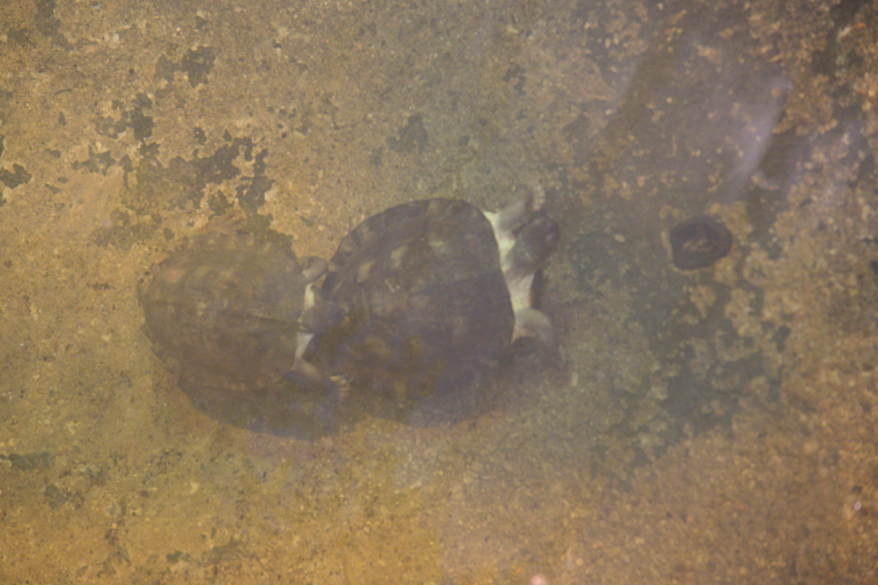 2025/10/12 - zoo/DSC_0142.jpg